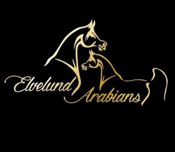 Elvelund Arabians